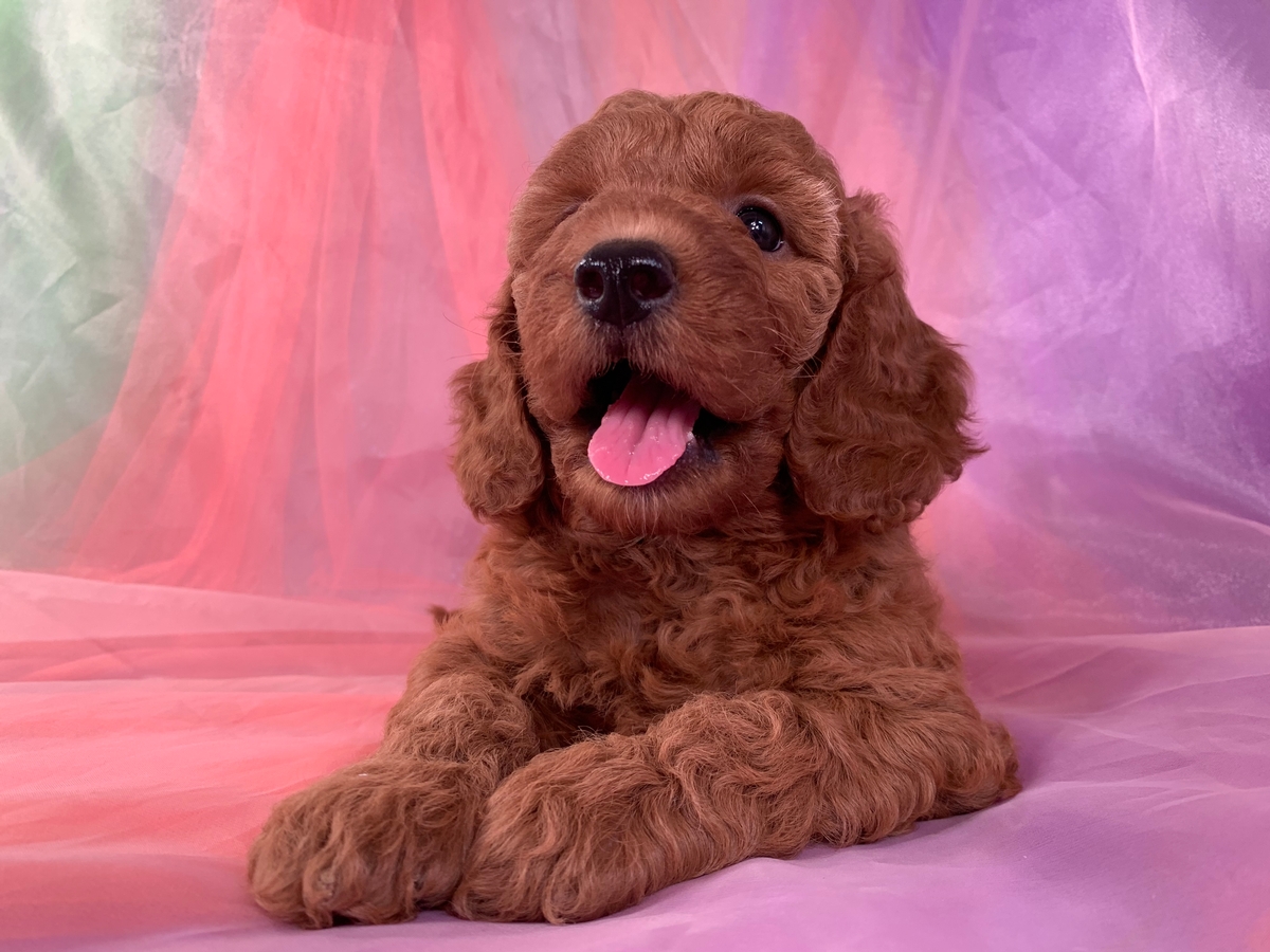 Female Miniature Goldendoodle Puppy for Sale $1800 DOB 5-23-2022